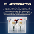 America 250 Forever Rose Bouquet – 100% Real