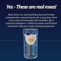 America 250 Forever Rose – 100% Real