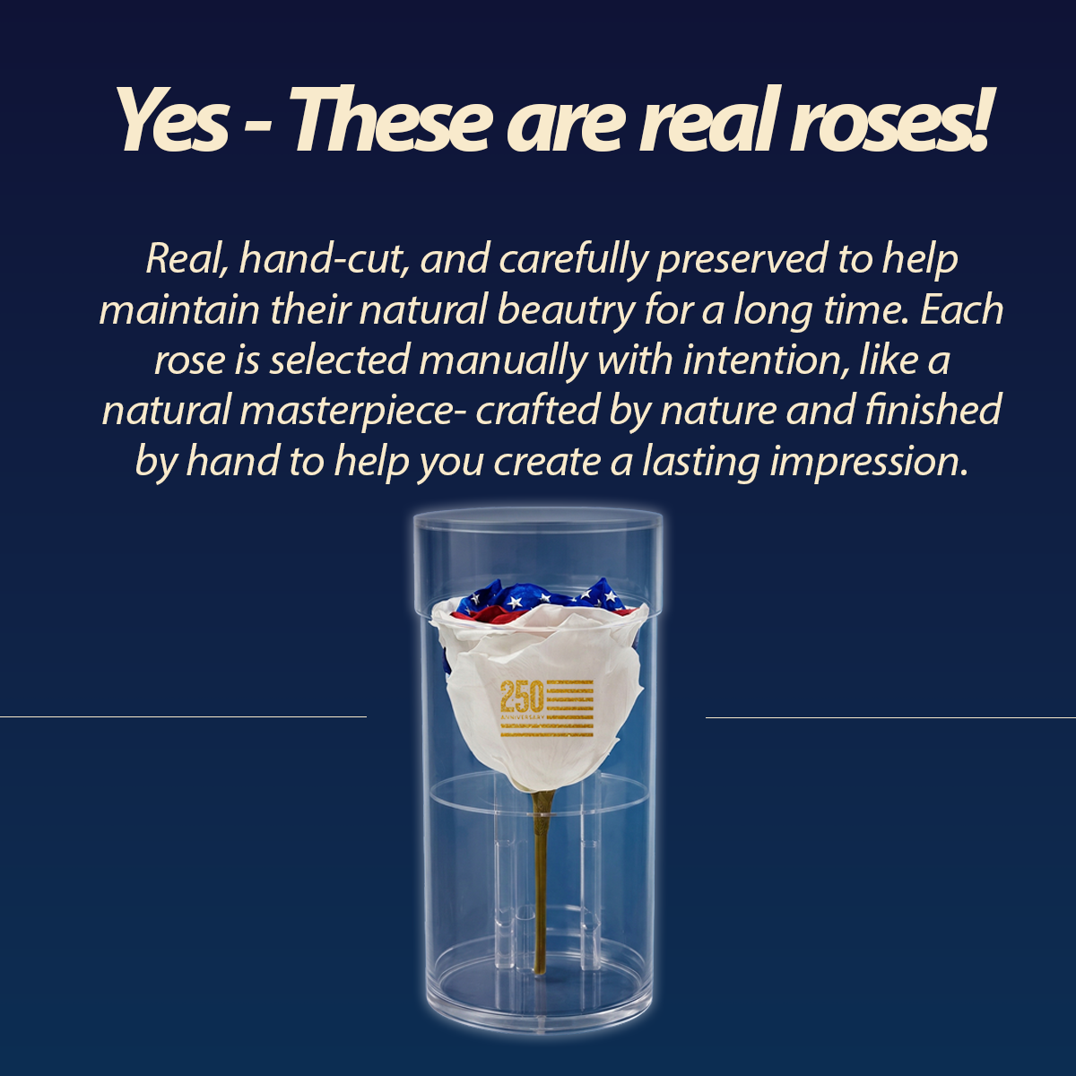 America 250 Forever Rose – 100% Real