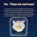 America 250 Forever Stemless Rose – 100% Real